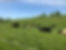cow5field.jpg