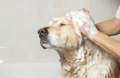 Your Dog Shampoo!
