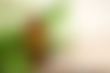Τα 10 σημαντικότερα οφέλη του Tea Tree Oil / Melaleuca alternifolia