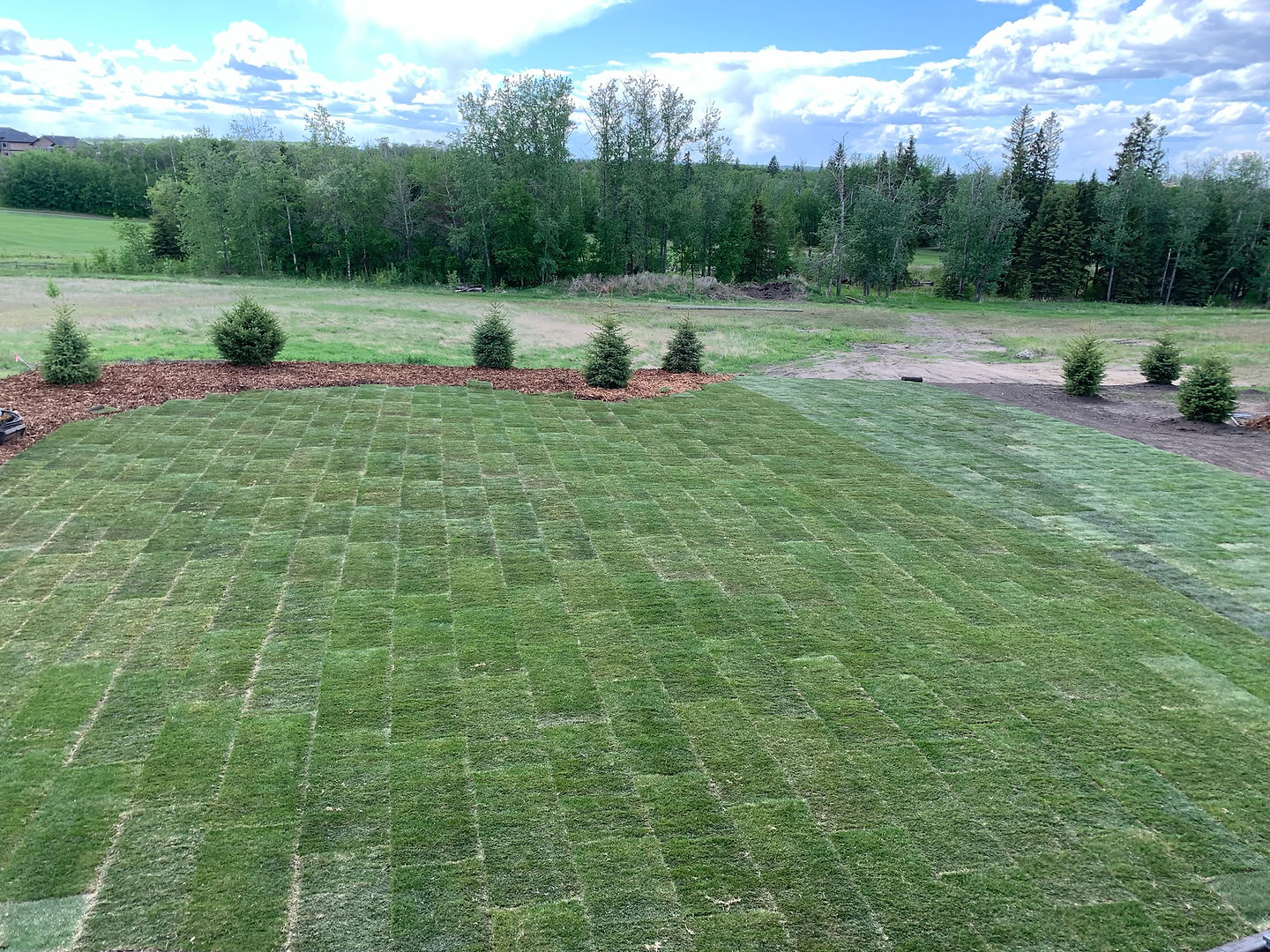 New sod covers a broad lawn bordered by small evergreens and mulch.