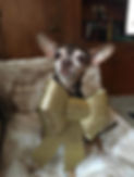 Penelope.jpg