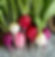 Radish Rainbow