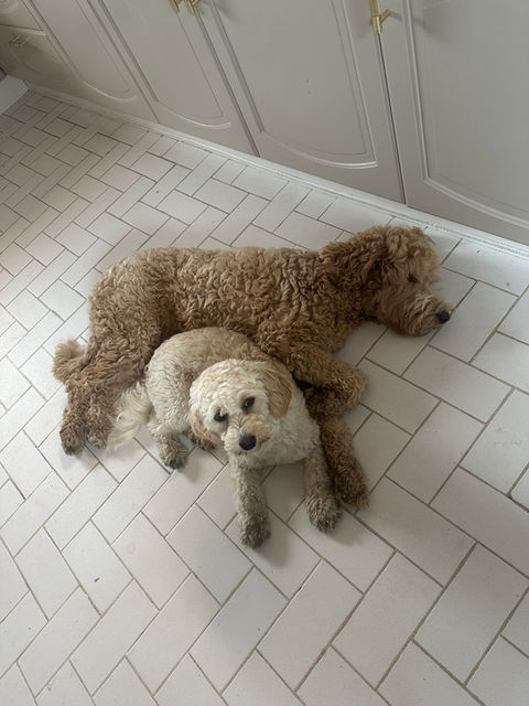 Labradoodles