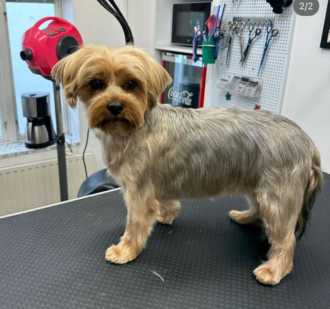 hundspa