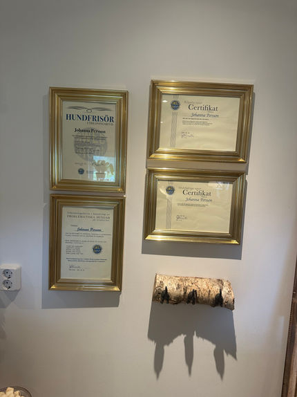 samling av alla hundcertifikat