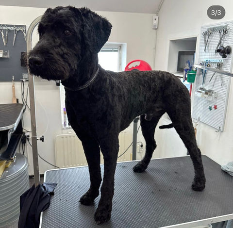 friserad hund