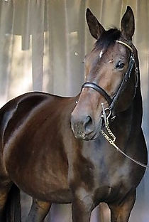 URGANDE de BEAUVOIR SF . Haras BéGOR