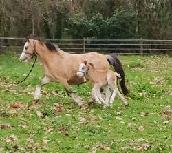 Welsh Candy & My Prettyboy