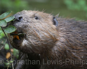 Why reintroduce beavers?
