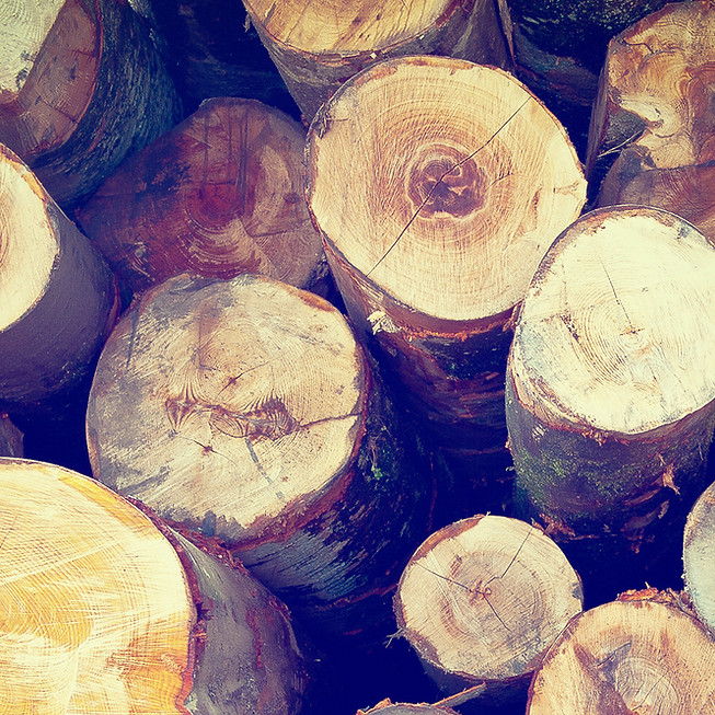 Stacked Wooden Logs