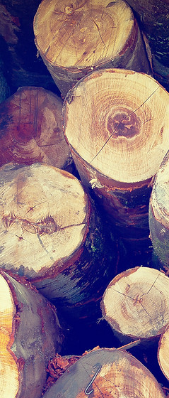 Rondins de bois empilés