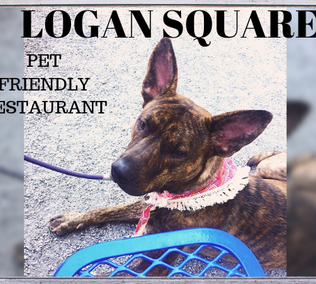 Sunday Funday: Logan Square Pet Friendly Restaurant