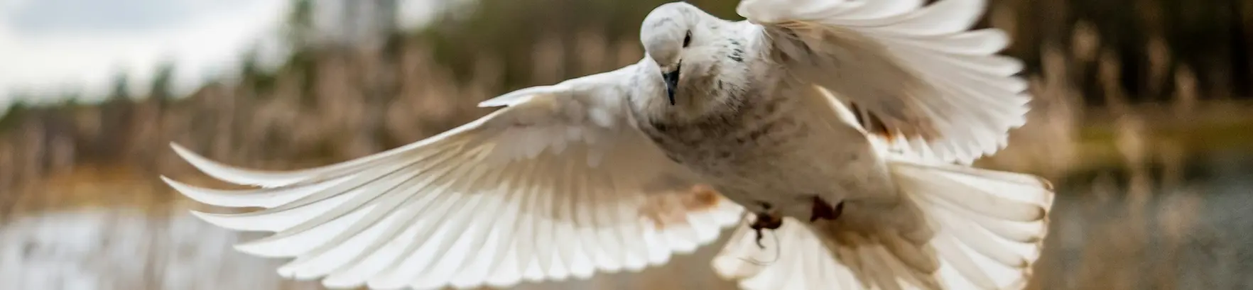 A single bird in flight against a soft sky, rising with wings outstretched, symbolizing hope and freedom.
