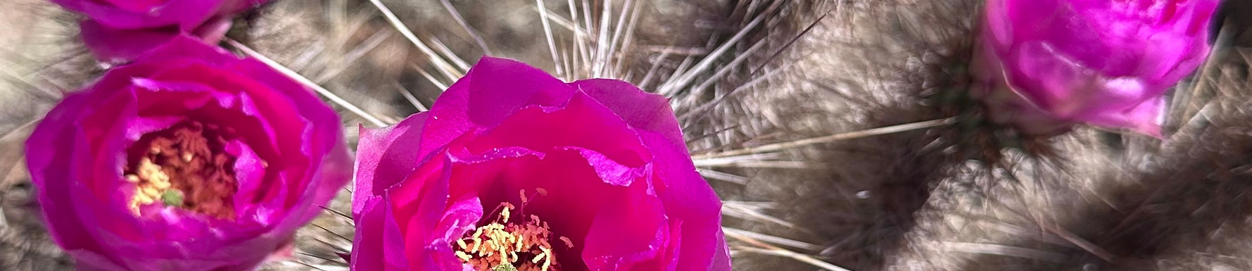 Blooming cactus symbolizing healing, resilience, and growth through trauma therapy in Las Vegas.