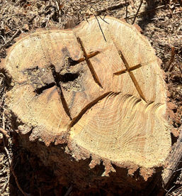 A Disciple Answers "the Call"