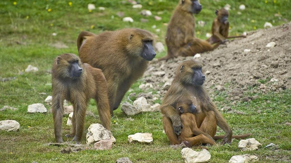 Guinea baboons (Source: New England Primate Conservancy)