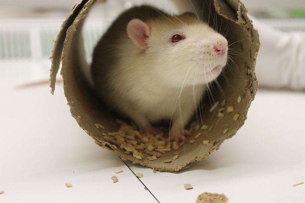 Struggling to Balance the Scales: Empirical Insights from the Ethical Review of Animal Research in Sweden