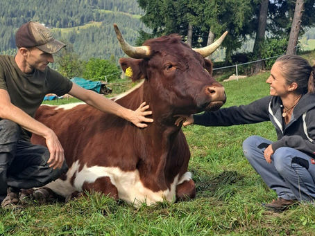 Transfarmations in Austria 