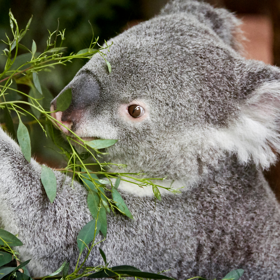 Imagining Better Habitat Rights for Animals