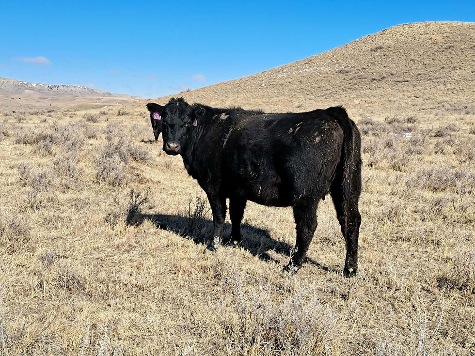 201 (5010 dam)