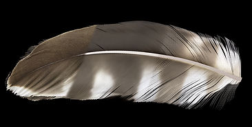 Baron-Feather_Representative.jpg