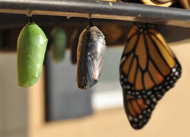 Butterfly Image Small.png