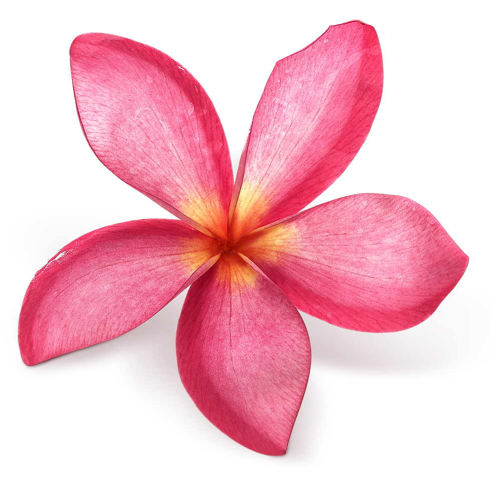 Pink Flower.png