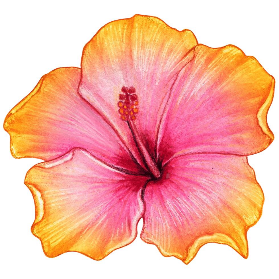 Hibiscus (1).png