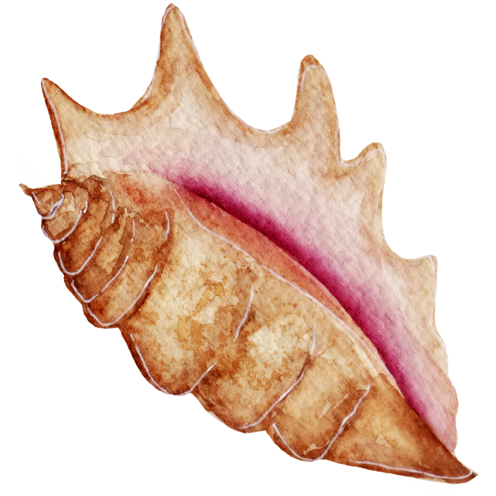 Conch