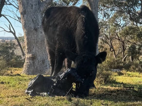 Cattle Pregnancy and Fertility