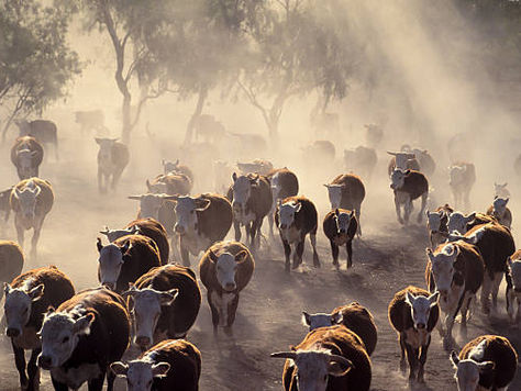 Heat Stress, Handling and Environmental Risks to Fertility in Sheep and Cattle