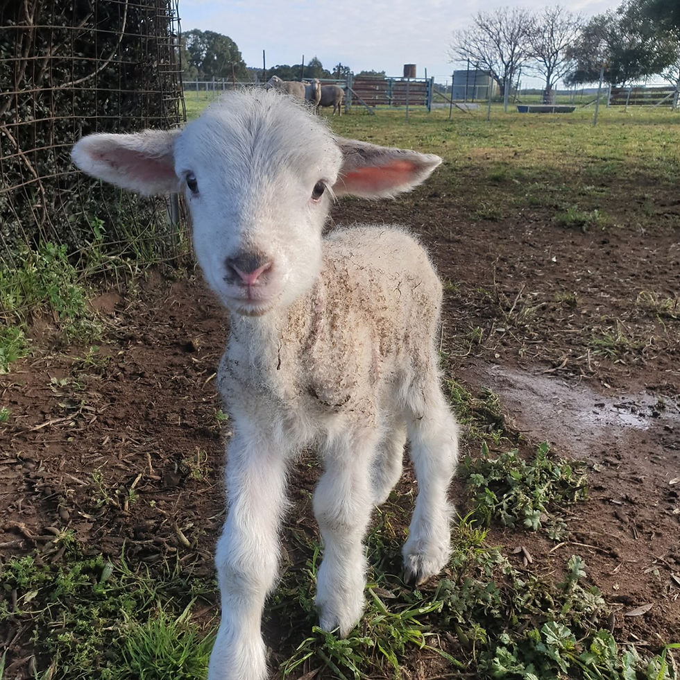 Expert livestock reproduction in Dubbo & NSW’s Central West. AI, ET & veterinary services for sheep & cattle. Boost herd fertility & genetics today.