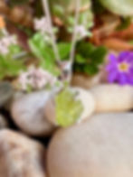 Raw Peridot Sterling Silver Necklace,Ireland, Gifts, Local Businese, crystal necklace, raw crystal