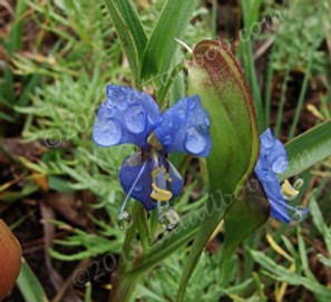 web sm emory pass area nm DSC03159 (24).