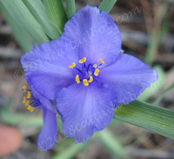 web sm plants already named (labeled) on