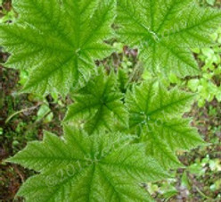 web sm devils club idaho DSC02131u (134)
