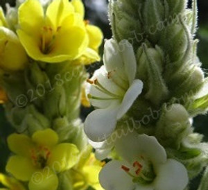 web sm 7-14-2015  002 (4).jpg