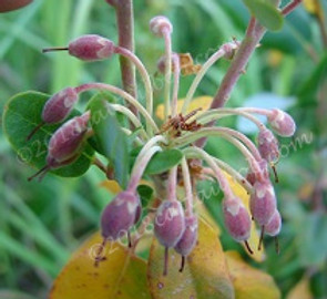 web sm labrador tea 2005 014.jpg