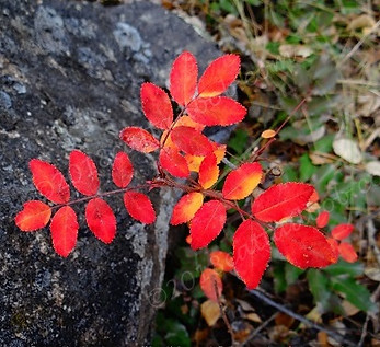 web sm 11-4-16 005.jpg