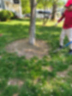 Persona trabajando en el césped alrededor de un árbol.