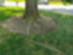 Base de árbol con tierra expuesta, césped y rastrillo