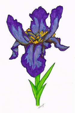 "Iris"