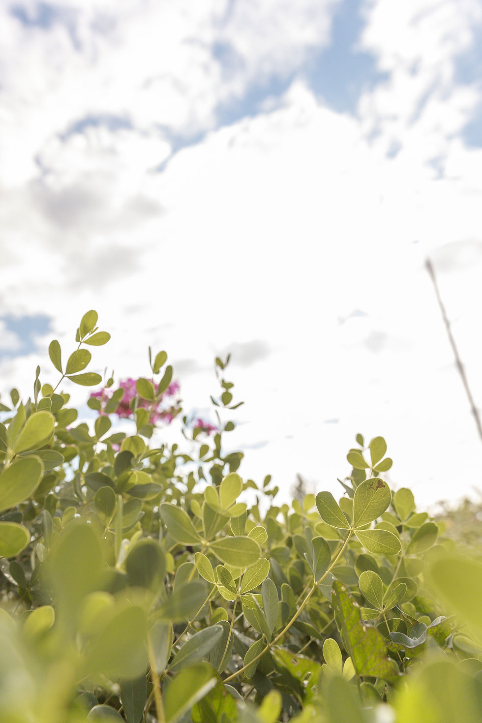 Nature, people and lifestyle photography. Toronto Botanical Garden. Rebrand.
