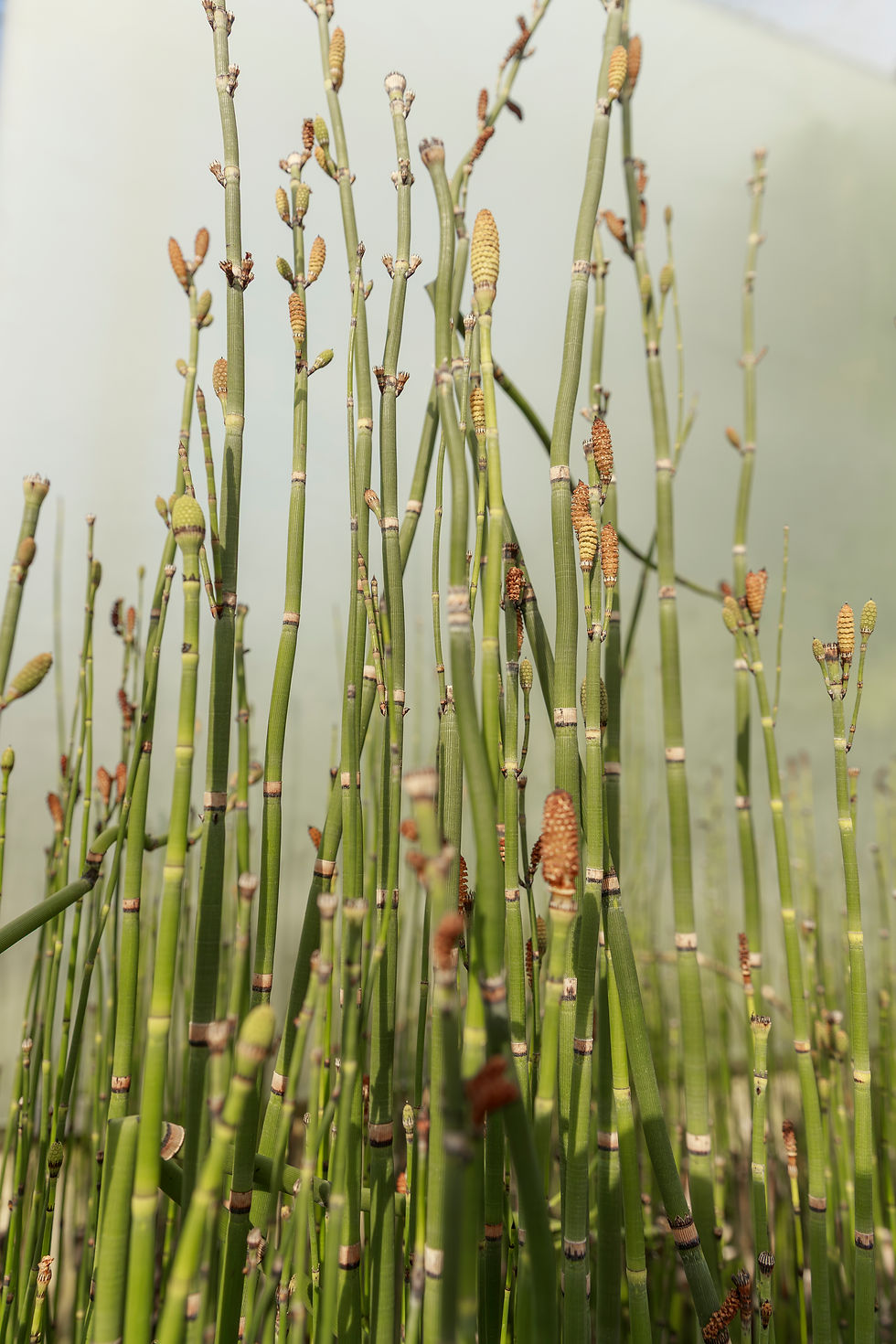 Nature, people and lifestyle photography. Toronto Botanical Garden. Rebrand.