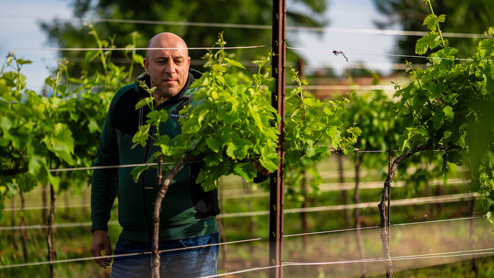 CORPORATE / FOOD & BEVERAGE / REPORTAGE AZIENDALE / FOTOGRAFIA DI PRODOTTO / STILL LIFE
PER L'azienda agricola Trevisano di Porcellengo.