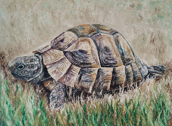 Schildkrötenbild, Malerei Portrait, Melina Stobba, Tierportrait