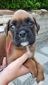 Peaches-Female 4 Weeks.jpg