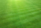 Grass.jpg