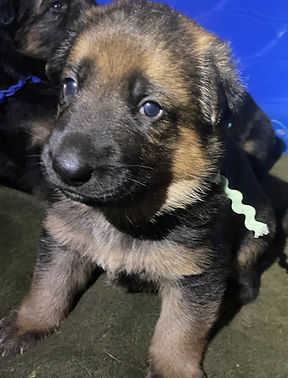 Johanna 1-2025_edited_edited_edited.jpg