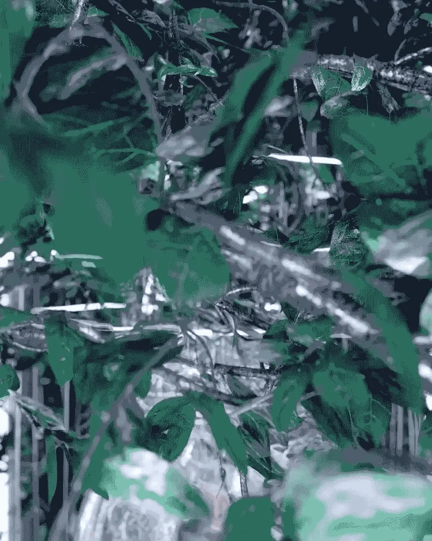 Senza-titolo-3.gif